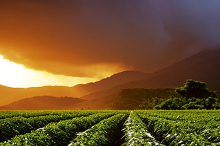 FAO Apoya Desarrollo De Agricultura Y Silvicultura En Provincia De Bac