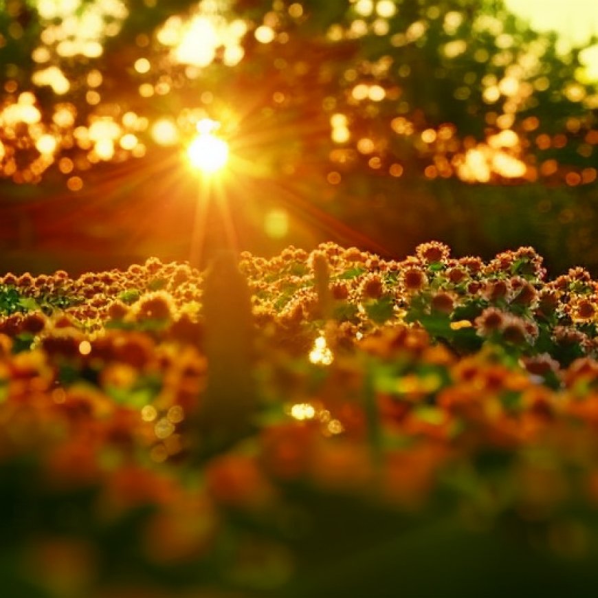 Plantas solares y biodiversidad: el reto de una transición sostenible