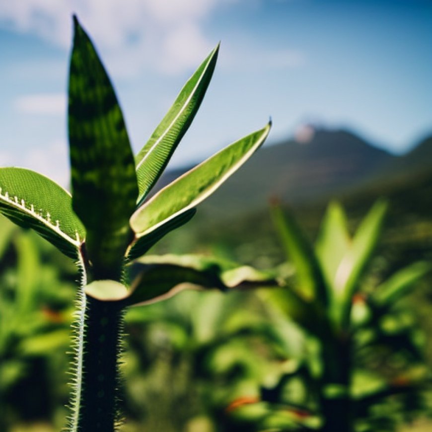 Maguey no es una amenaza al ecosistema: Crescenciano Ayala