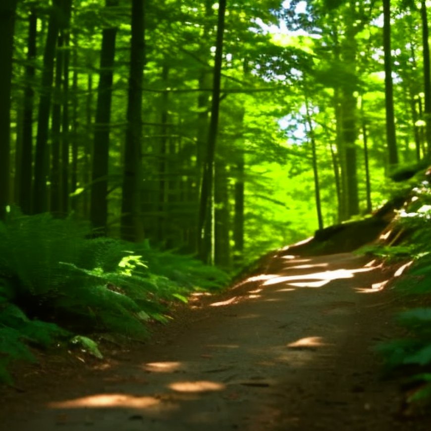 New trail and old growth forest opens to the public in Doddridge County
