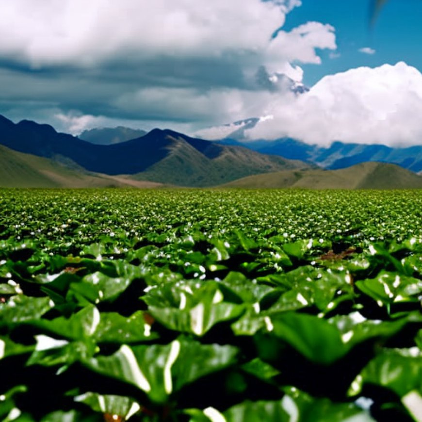 Migración reduce en un 8% la producción agrícola en Ecuador