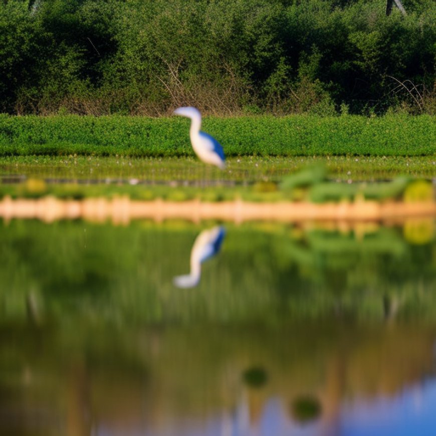 WWF pide medidas para recuperar acuíferos de Doñana y lamenta las “políticas de amnistía” de “fincas ilegales”