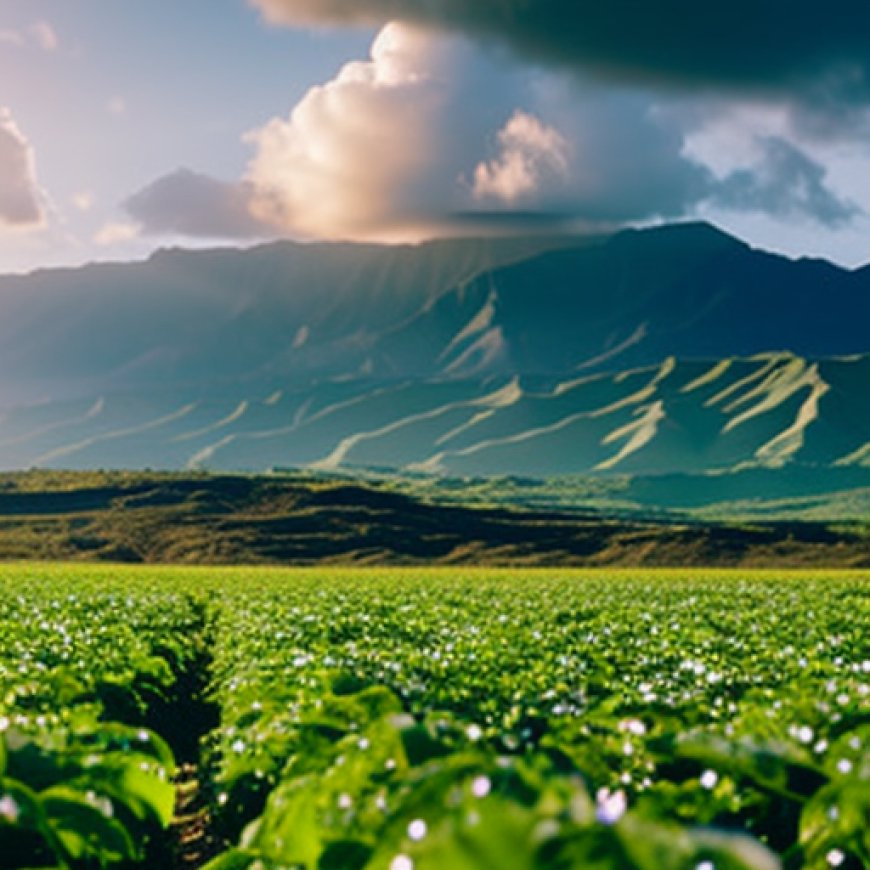 Q&A:  Fallow Agricultural Lands with Non-Native Grasses Are Hawai’i’s Tinder Box | The Daily Yonder