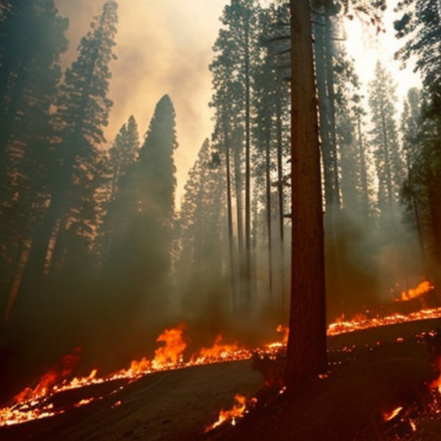 Los incendios forestales de California y el cambio climático