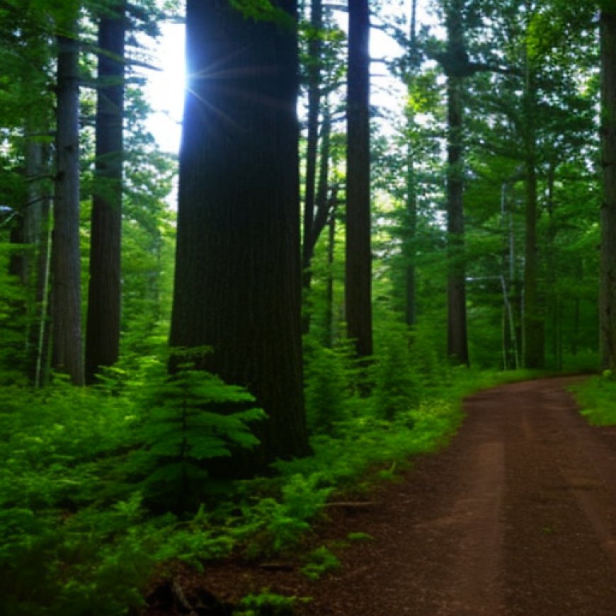 2 Minnesota forests to join national Old-Growth Forest Network : Sep 14, 2023 | News release