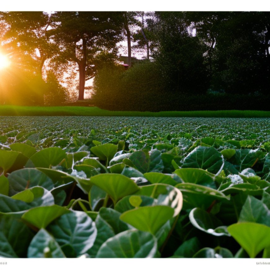 Quema agrícola: debería ajustarse a la meteorología y no al calendario (La Unió) – Agrodigital