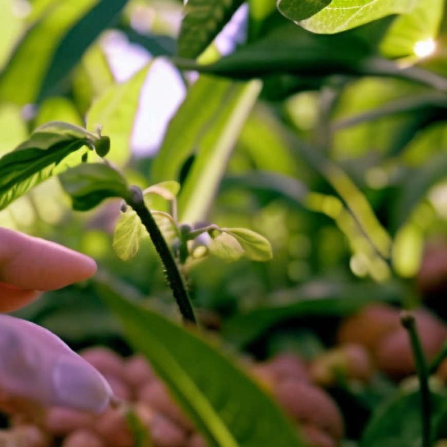 La agricultura de precisión permite conocer el cultivo en cada momento de su vida – Lanza Digital