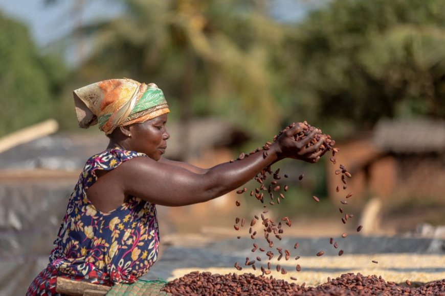 Cargill accused of child labour practices on Brazilian cocoa farms