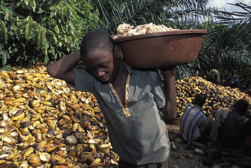 Groups move to curb child labour in Africa’s cocoa industry