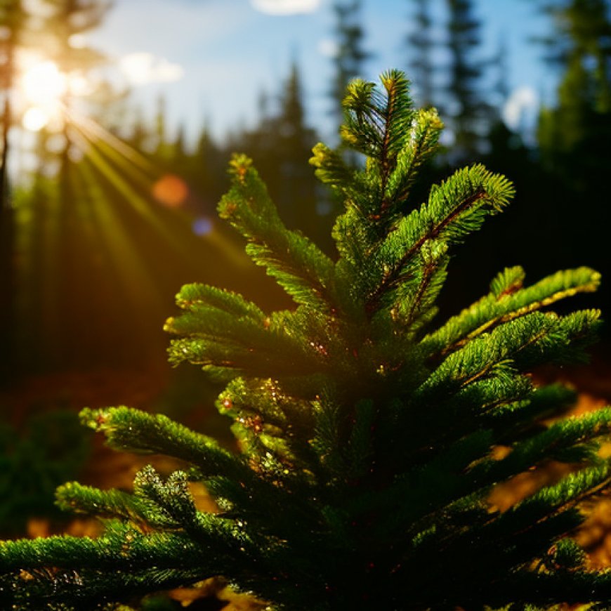 Harvest Your Holiday Tree In A Northern State Forest | Wisconsin DNR