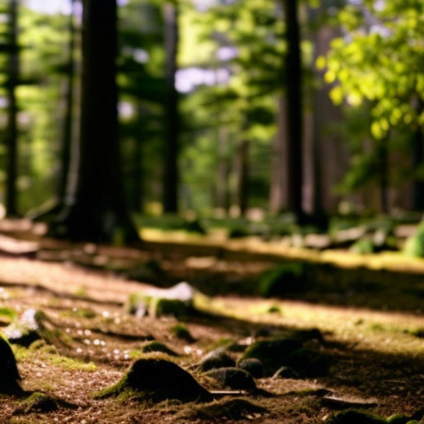 El bosque francés de Fontainebleau, de cuna del senderismo a laboratorio del cambio climático