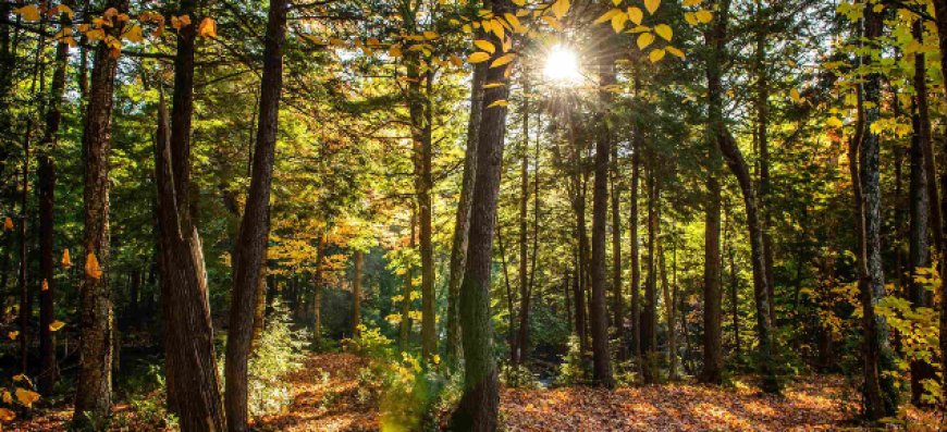 COPADE impulsa el proyecto “Bosques Vivos” para concienciar sobre el problema de la deforestación importada