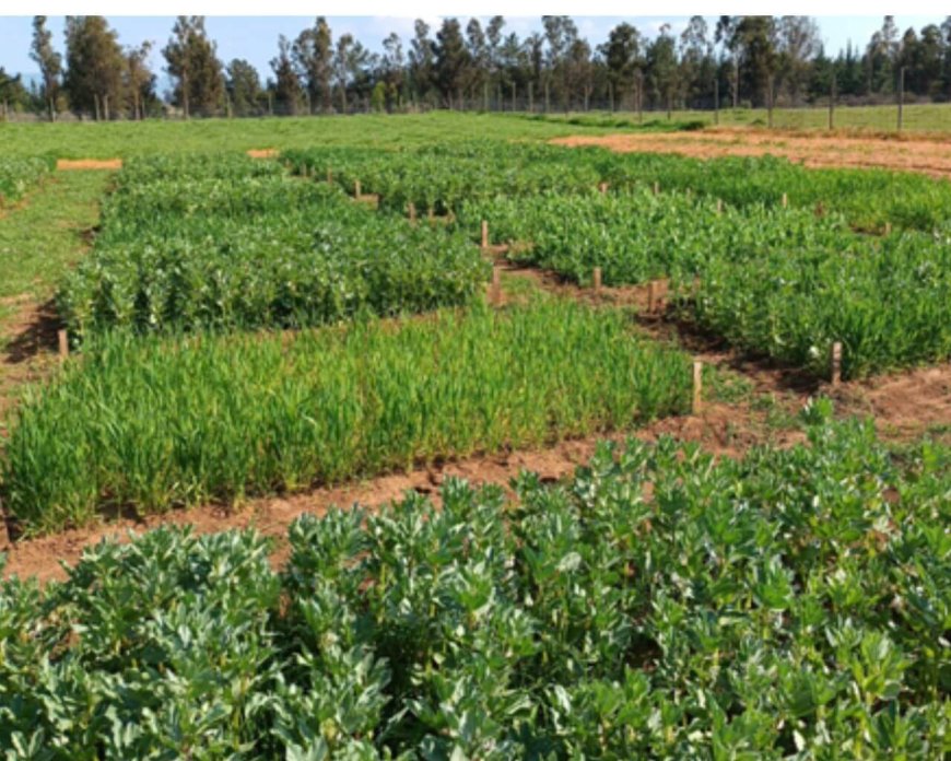 Proyecto de la UTalca explorará sistemas productivos sustentables para potenciar la agroecología – UTalca