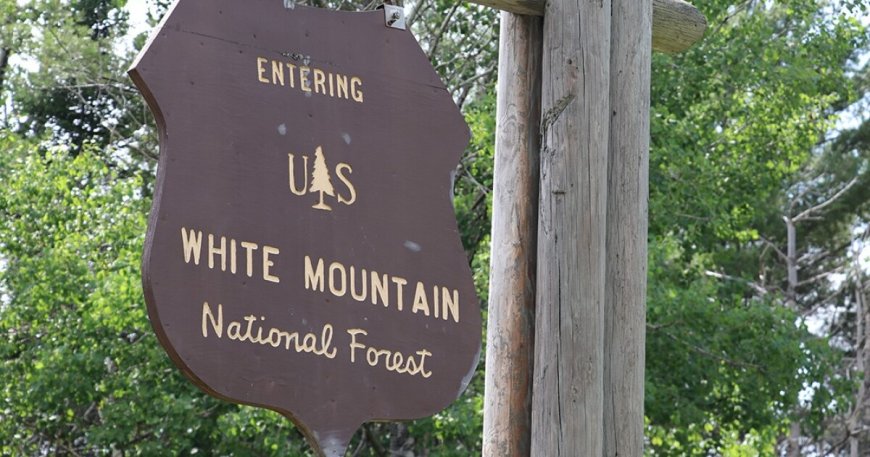 Objection period for White Mountain National Forest logging project ends soon