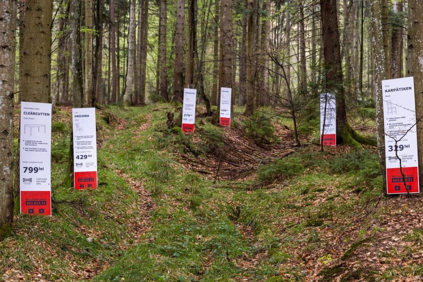 IKEA furniture destroys some of Europe’s last remaining ancient forests – Greenpeace International
