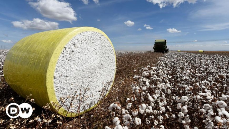 Gigantes europeos de la moda, vinculados a la deforestación