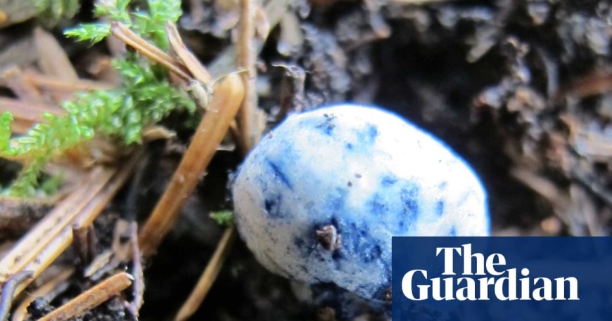 Rare truffle find in Scottish spruce forest sends fungi experts on alien species hunt