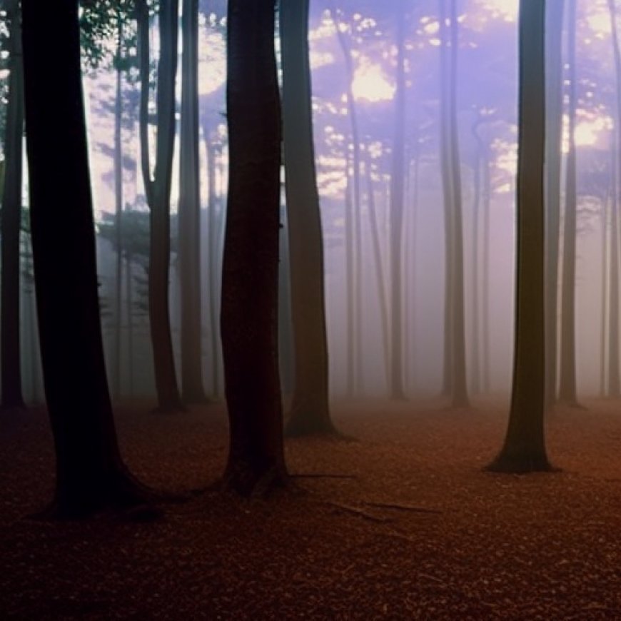 El bosque de los filósofos, un viaje a través del pensamiento humano
