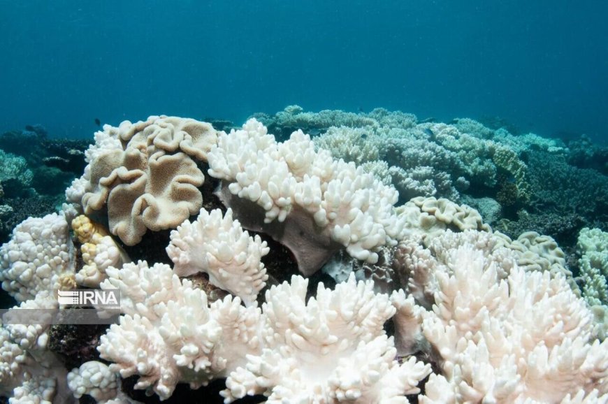 Climate change, pollution threat Persian Gulf coral reefs   