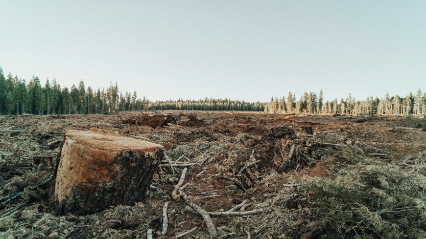 Deforestación en Colombia: causas y consecuencias