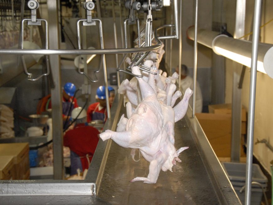 California poultry firms to pay $4.8M for violating child labor laws