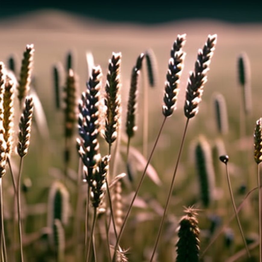 Australian WA wheat areas drop vs last report amid dry weather: GIWA