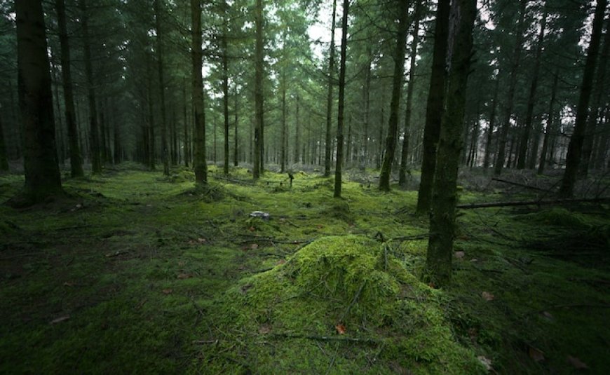 Belgium Teen Gang-Raped By Minors After Being Lured Into Forest, Youngest Offender Is Aged 11
