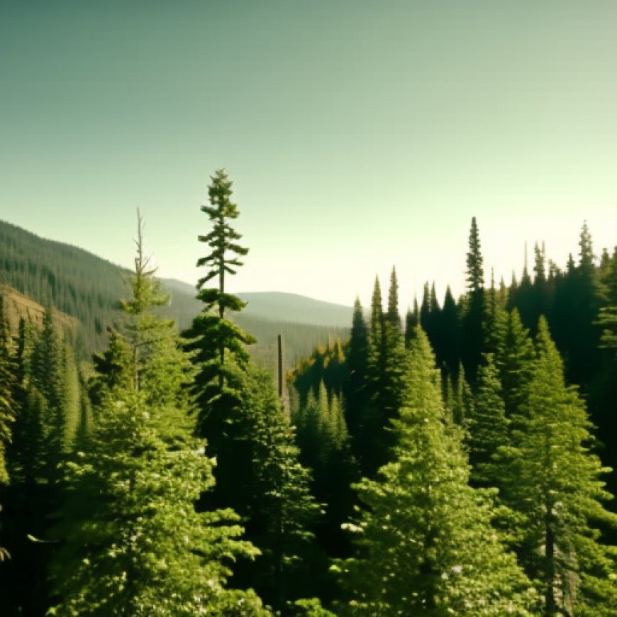 WA to acquire 9,700-acre forest near Cle Elum thanks to federal grant