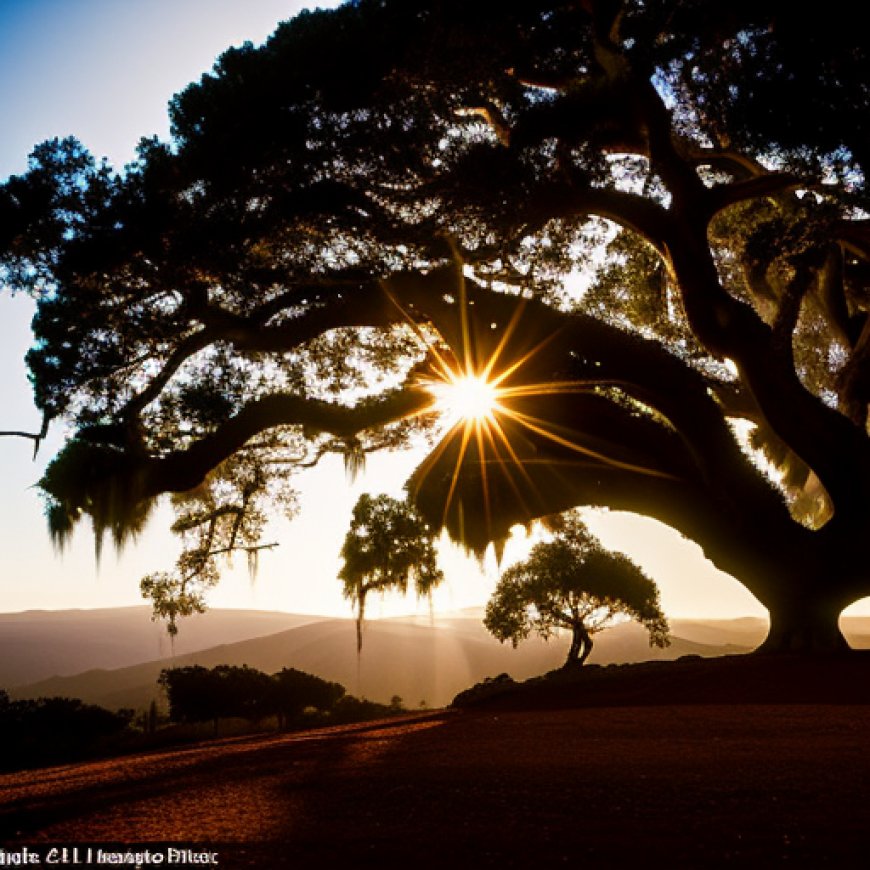 Live Oak propuesta de vivienda asequible crece a pesar de las preocupaciones de los vecinos – Santa Cruz Local