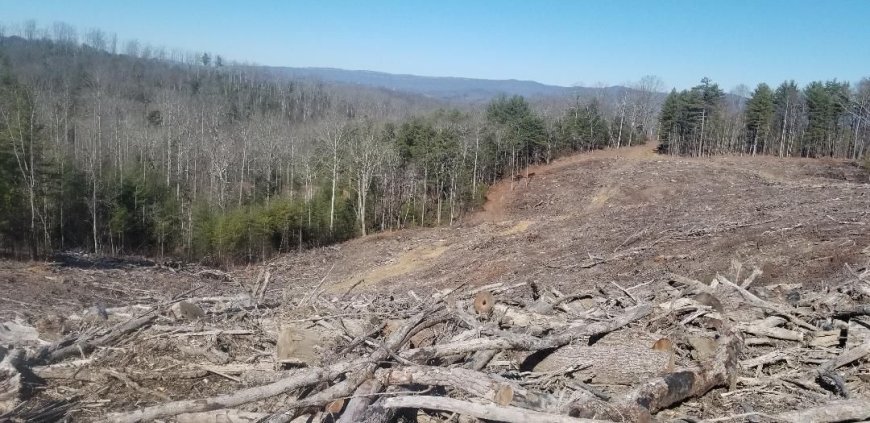 Logging threatens a scientific research area in Franklin State Forest